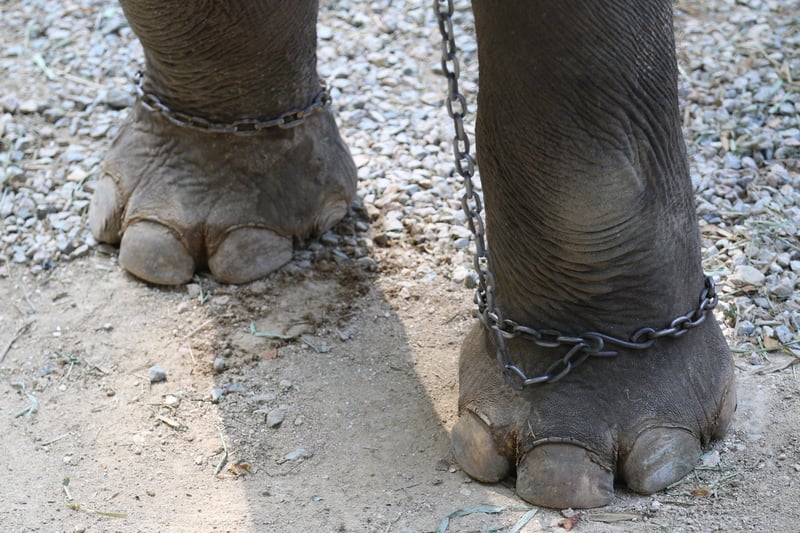 Elephants are chained at tourist entertainment attractions