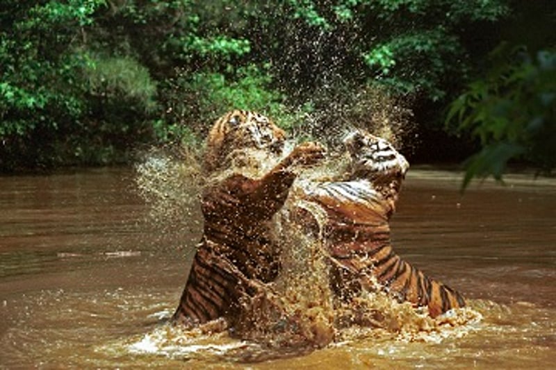 老虎是地球上最有代表性的物种之一