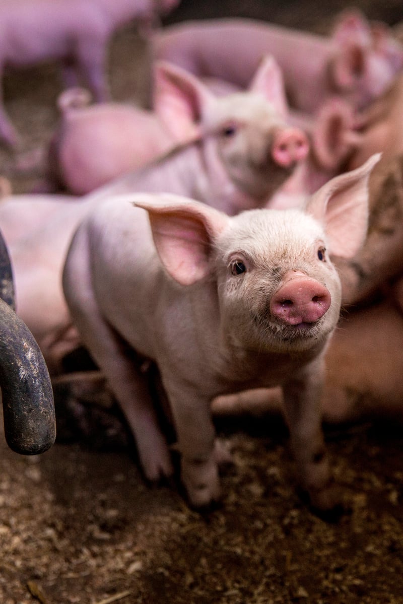 UK pig farm