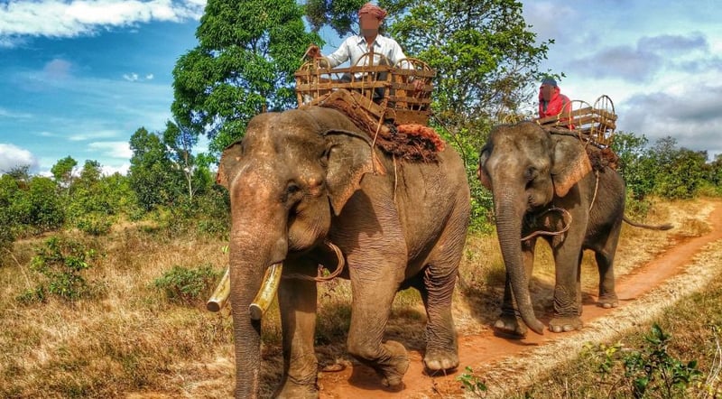 旅游业急待推动大象友好型旅游升级
