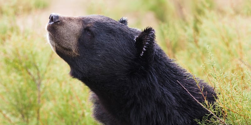 A wild black bear sniffing the air