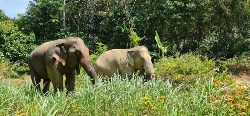 following giants elephant