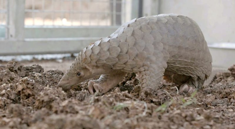 150 Pangolins saved from cruel fate