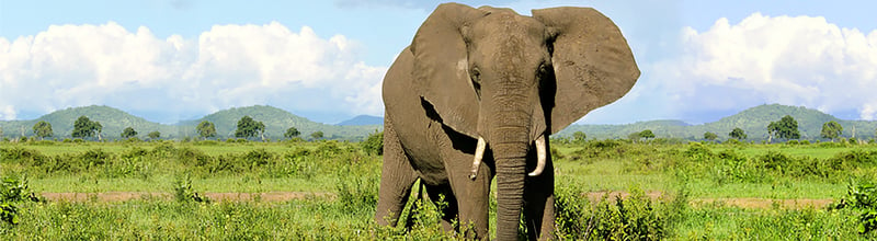CITES禁止非洲幼象出口至海外动物园及马戏团