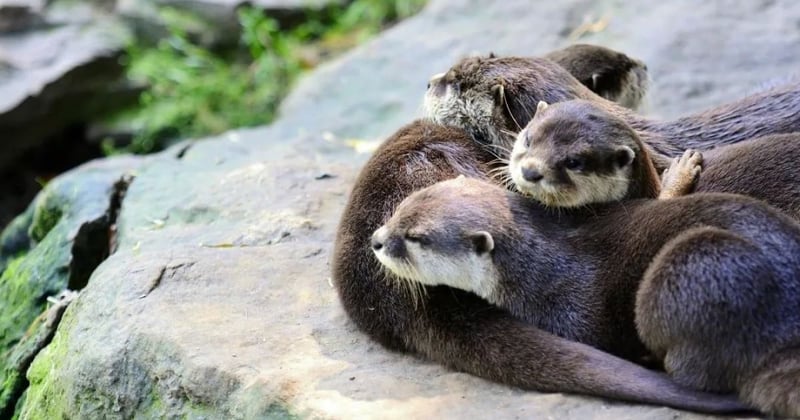 otters