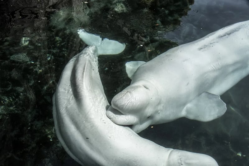 Beluga Whale