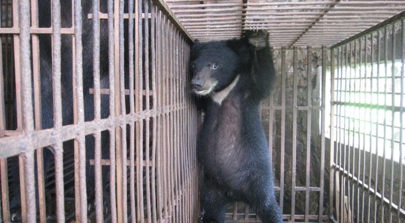A small bear trapped in a cage for bear bile farming