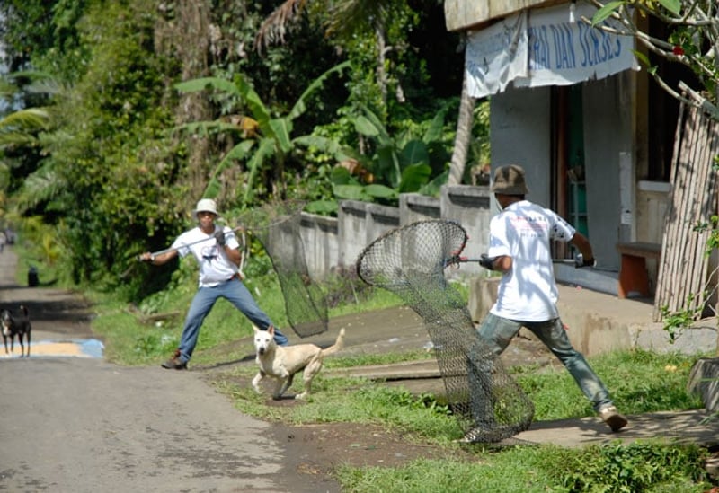 巴厘岛推出历史性的全岛运动，消除狂犬病
