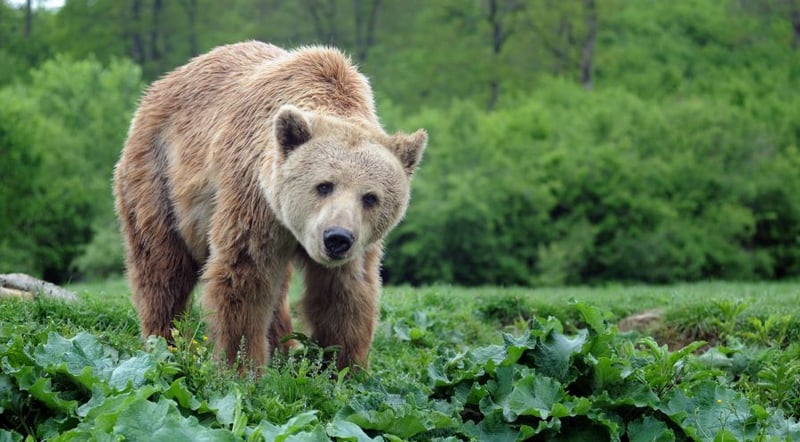 罗马尼亚的野熊