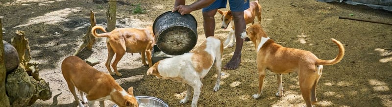 在斯里兰卡洪水和山体滑坡后，世界动物保护协会在一线援助成千上万受灾动物