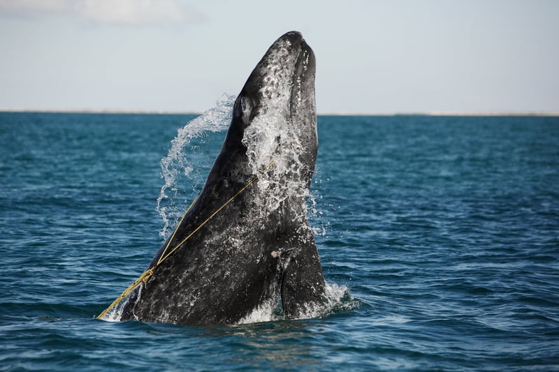 A juvenile Gray whale is breaching whilst entangled in a lobster trap line off the coast of Mexico.