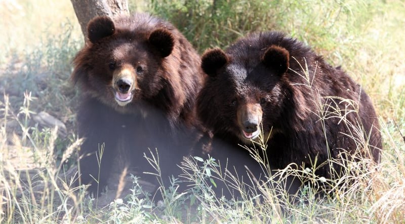 Pakistan issued new law to protect bears