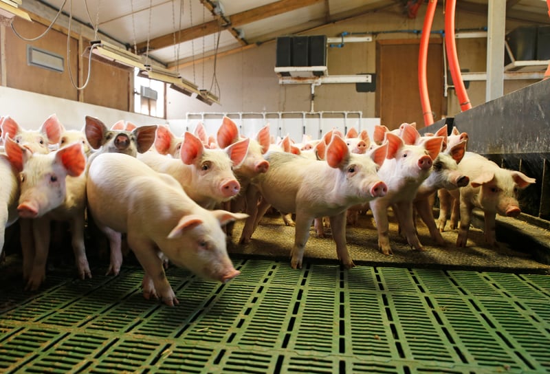 Pigs at indoor farm in China