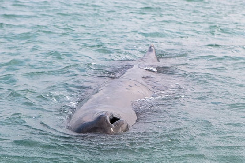 中国搁浅抹香鲸死亡