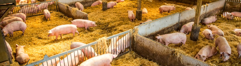 世界动物保护协会、国家动物健康与食品安全创新联盟、正大集团开展生猪福利养殖合作试点