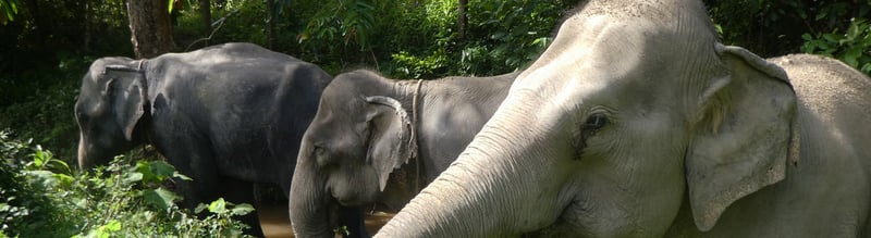不提供大象骑乘和表演——世界动物保护协会推动泰国大象景点转型
