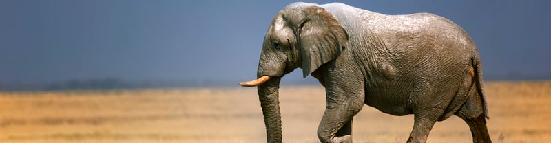 世界动物保护协会欢迎“发现旅行”和“赞那度”成为中国首批下架大象旅游娱乐产品的旅游企业