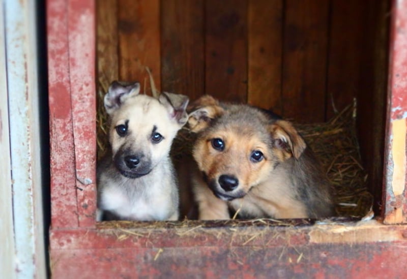 世界动物保护协会和联合国粮食及农业组织（FAO）呼吁设立全球犬只数量管理机构