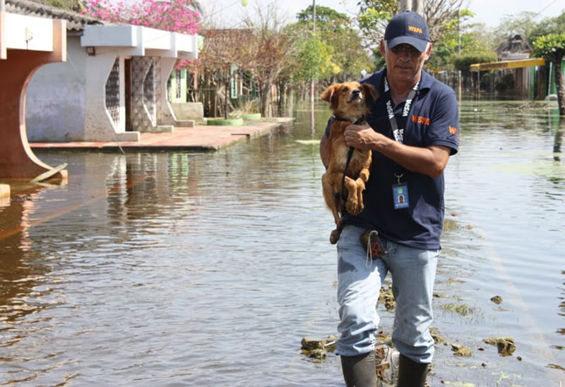WSPA响应全球水灾救援