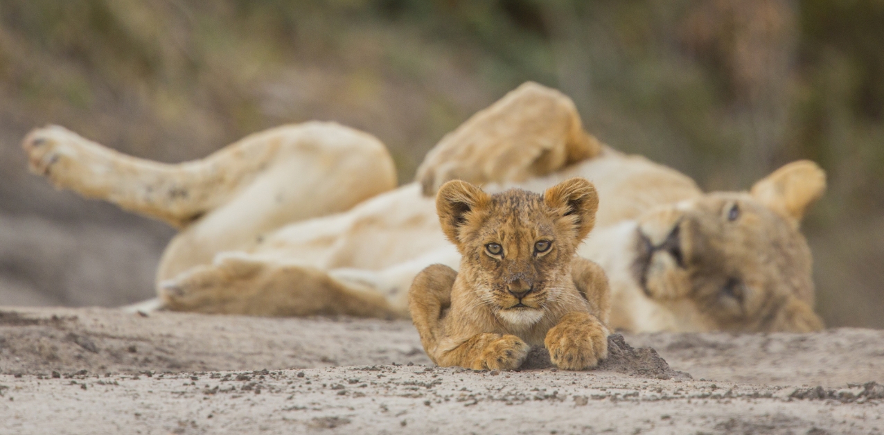 Lioness and cub.