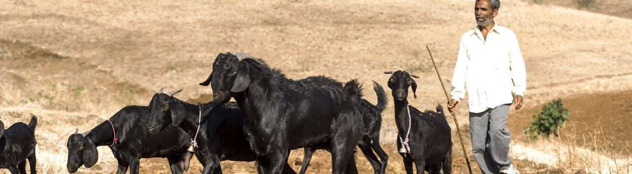 man with black goats