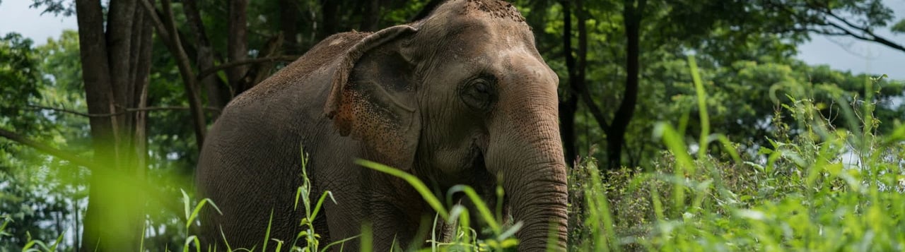 elephant friendly tourist guide hero