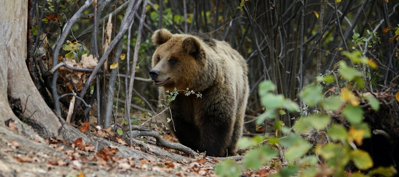 Bear in woods