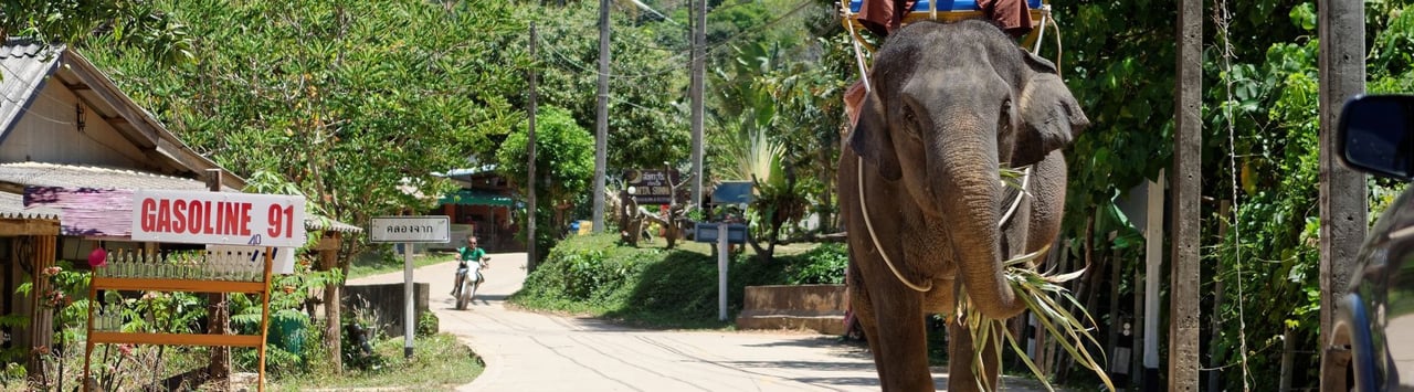 Elephant, Thailand