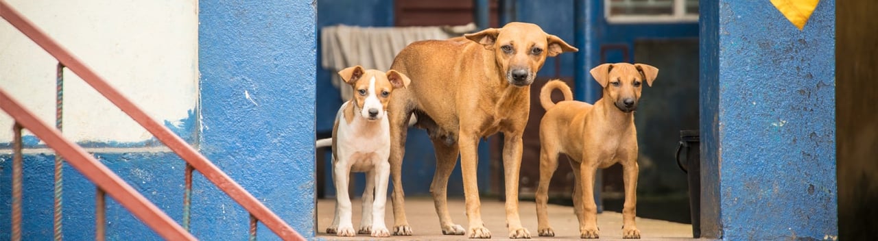 dogs rabies prevention hero