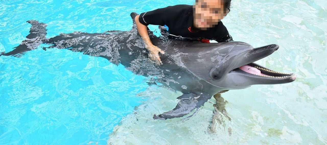 dolphin_being_used_for_photo_opportunities_at_resort