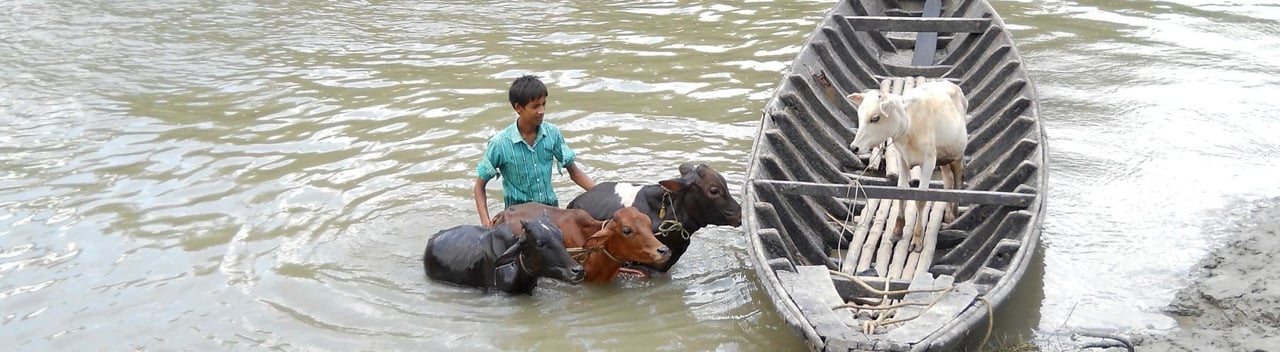 Animal in disaster