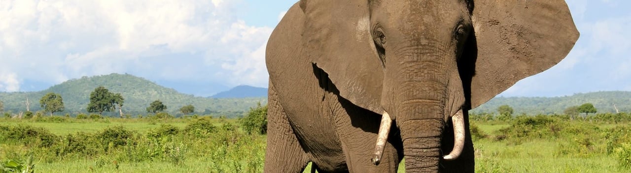 elephant in tanzania