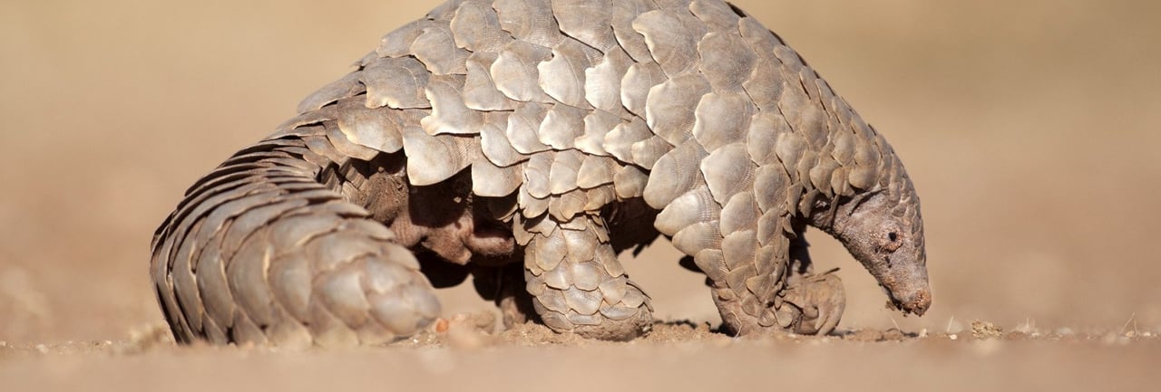 Pangolin