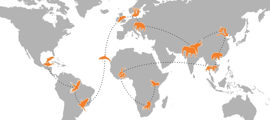 Promise4Wildlife world map