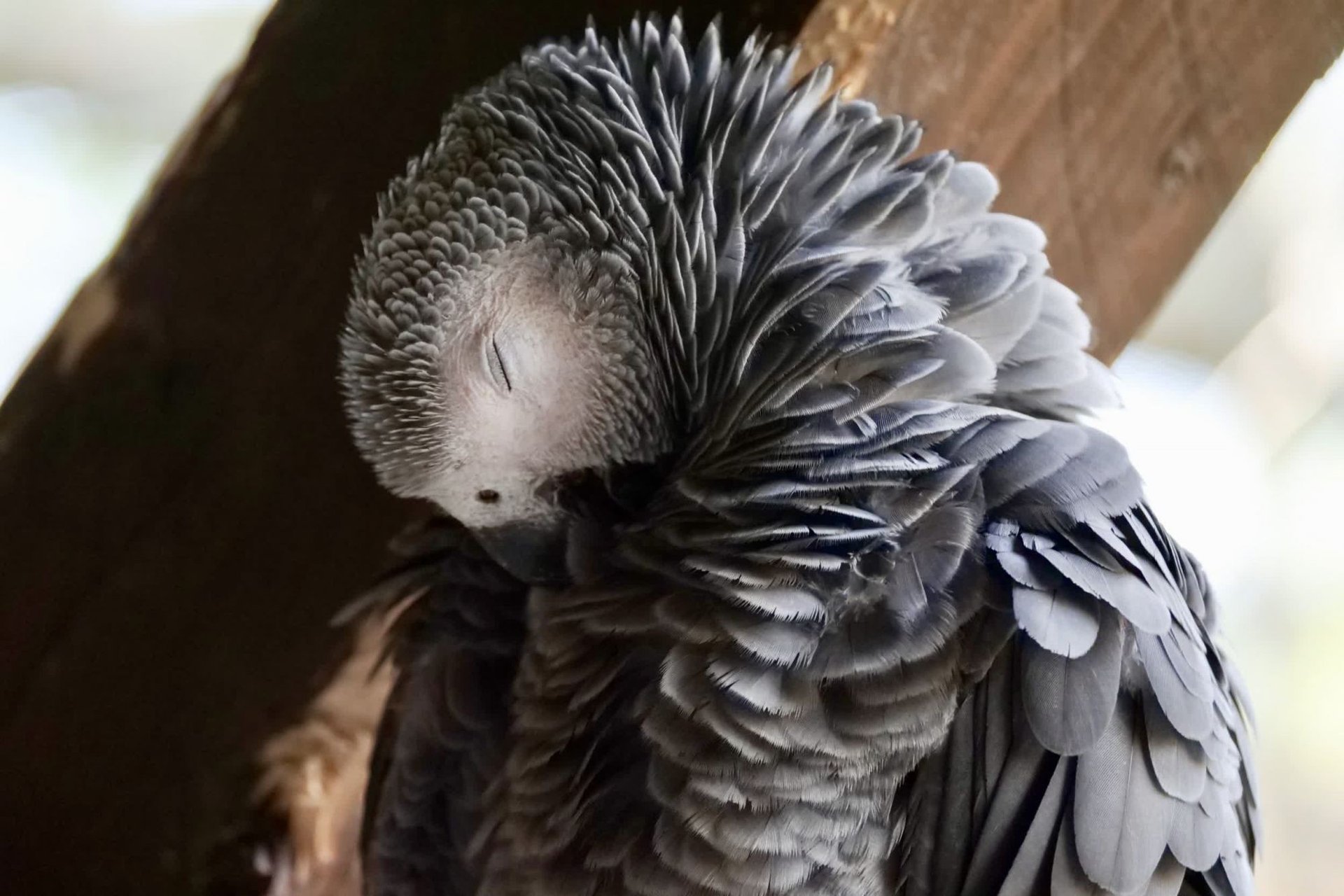 sleep parrot