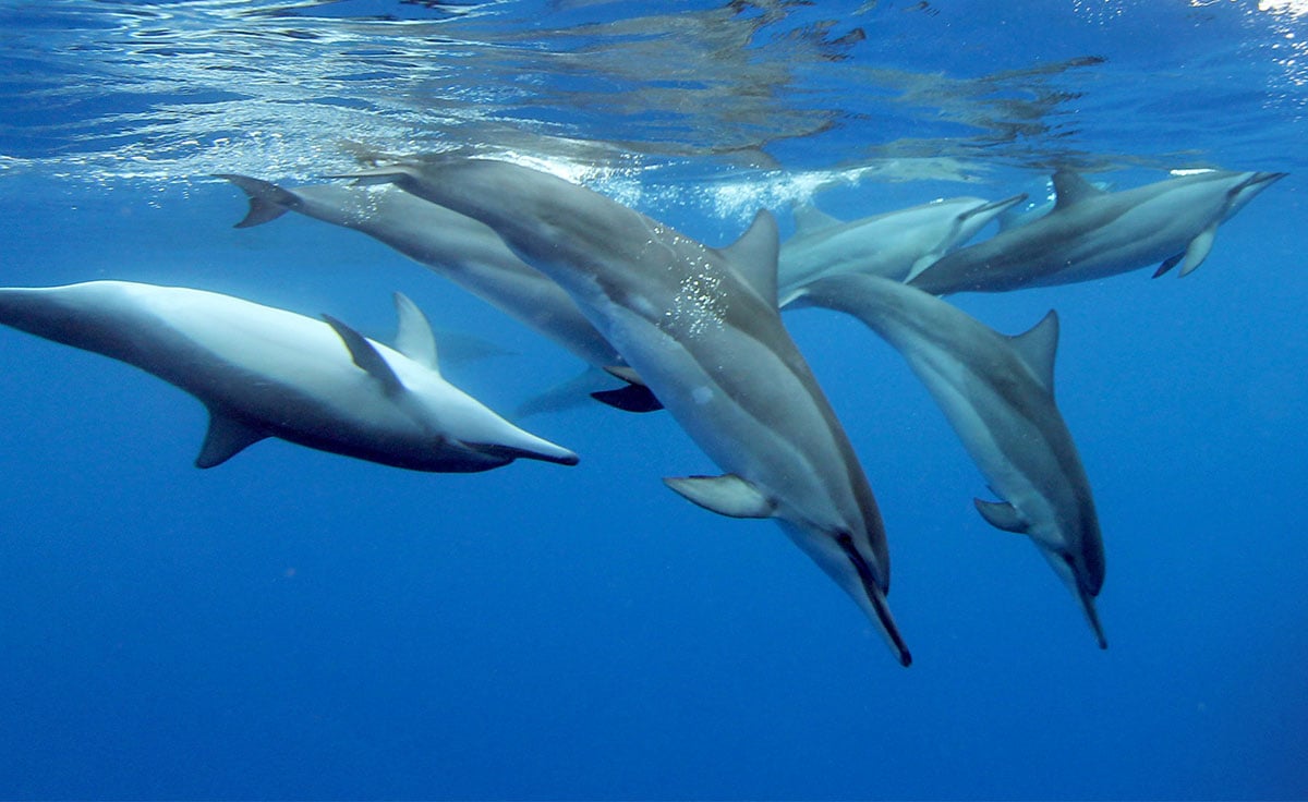 夏威夷欧胡岛西海岸附近的一群飞旋海豚。
