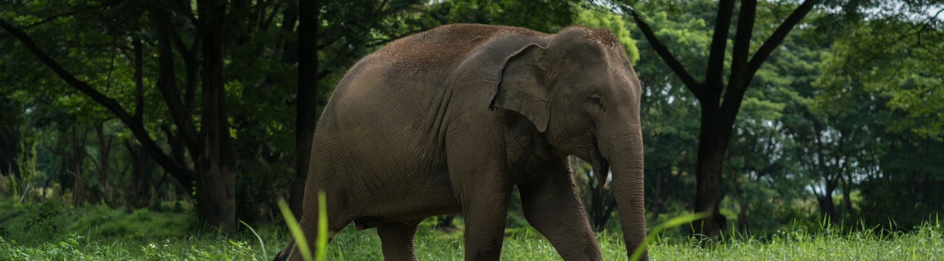 Lone elephant