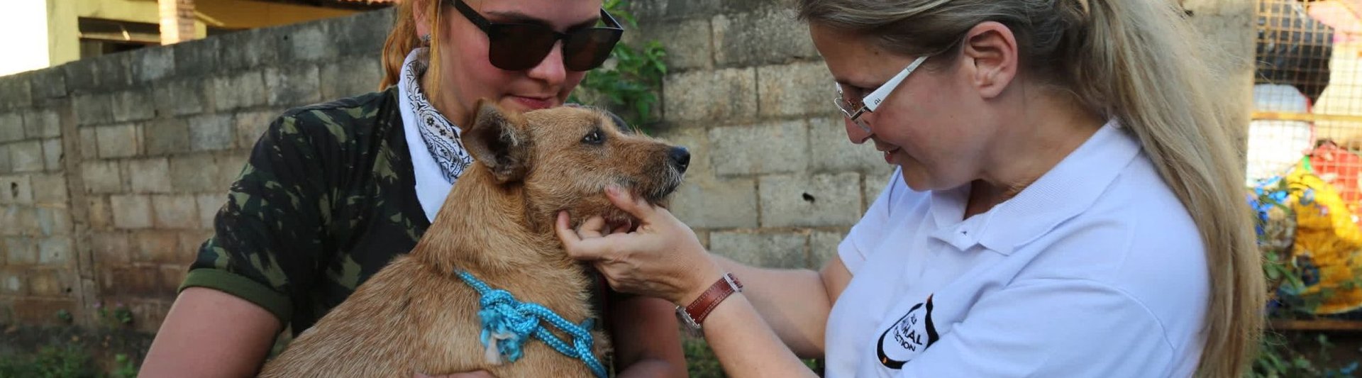 rubbing dogs cheek