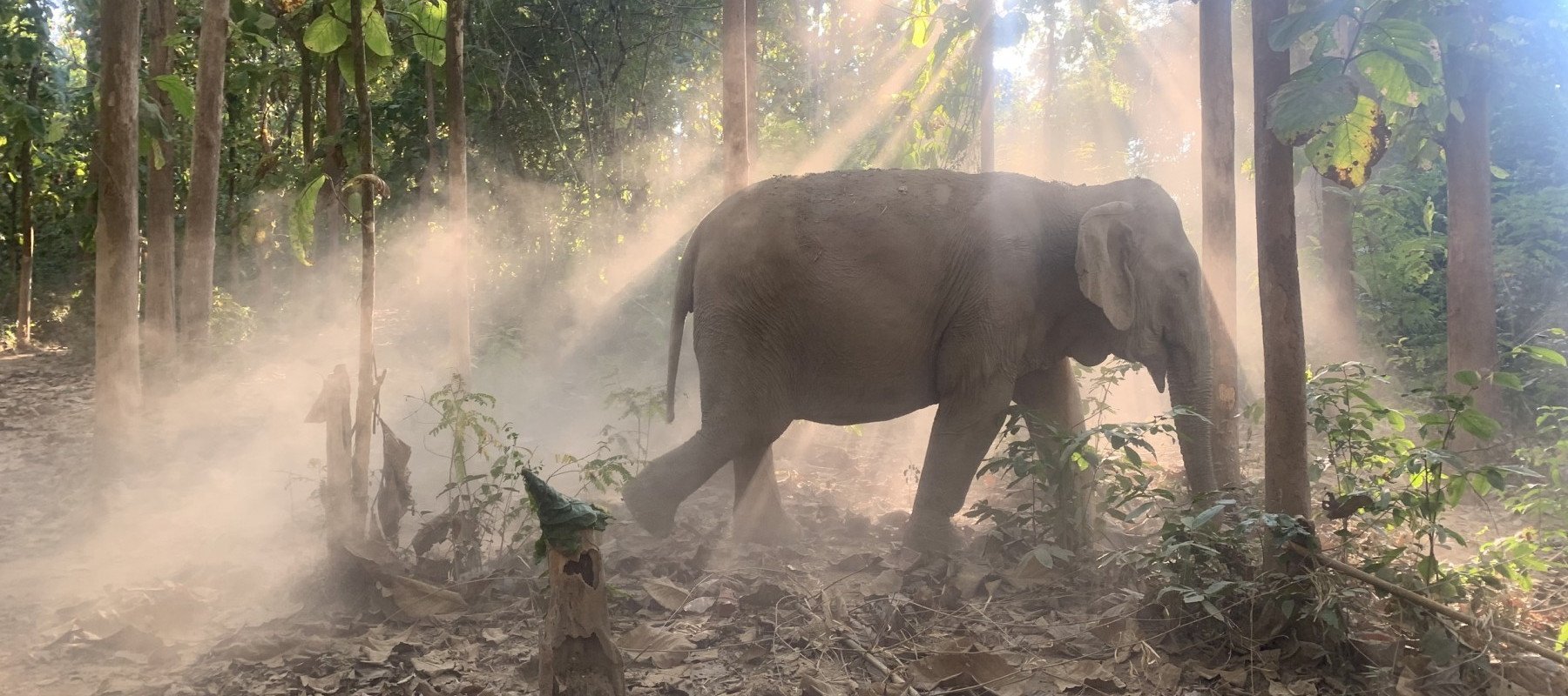 Elephant in the forest