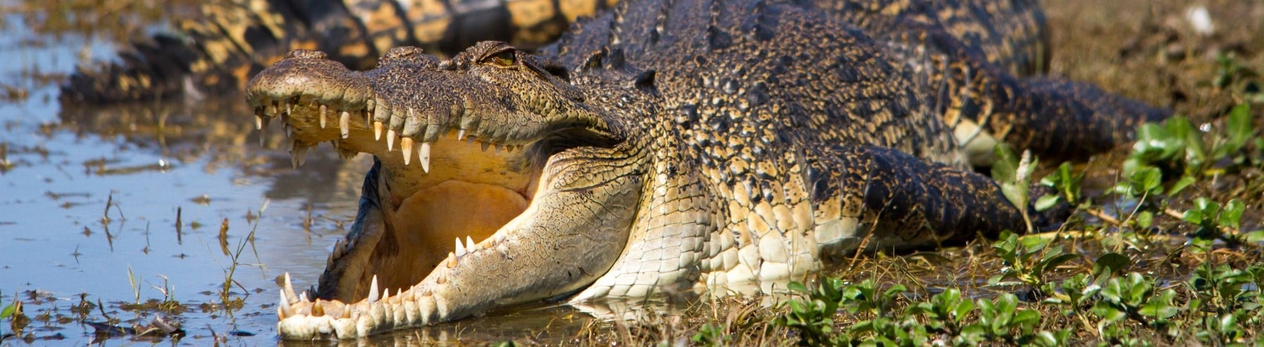 Australian Saltwater Crocodile