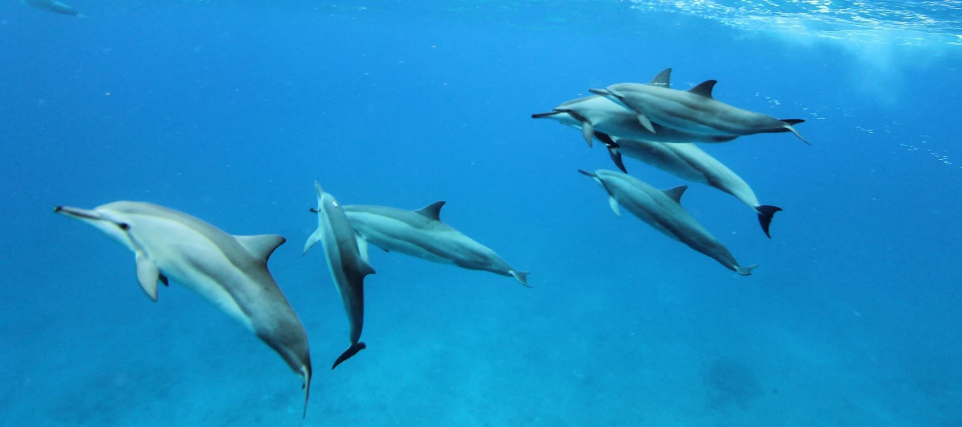 a_pod_of_spinner_dolphins_off_the_west_coast_of_oahu