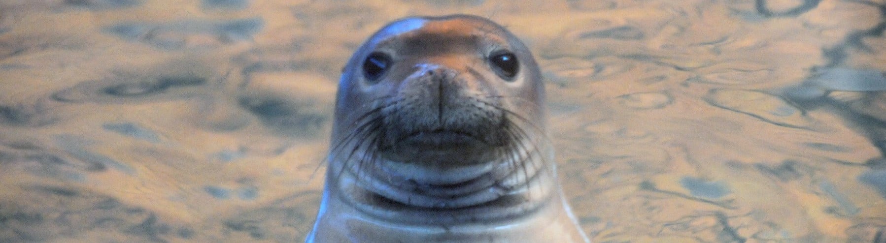 seal swimming