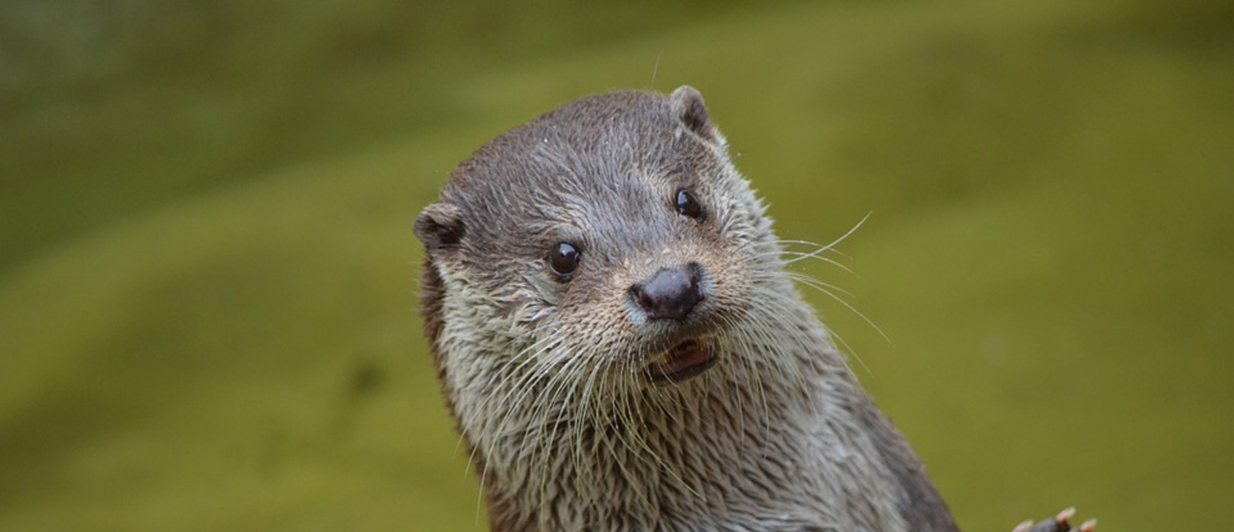 Otter