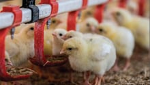chicken pen