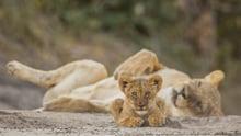 Lioness and cub