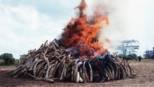 Burning tusks