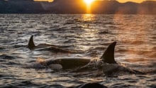 orcas