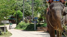 Elephant, Thailand