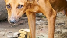Dog