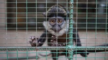 White throated guenon inside a cage